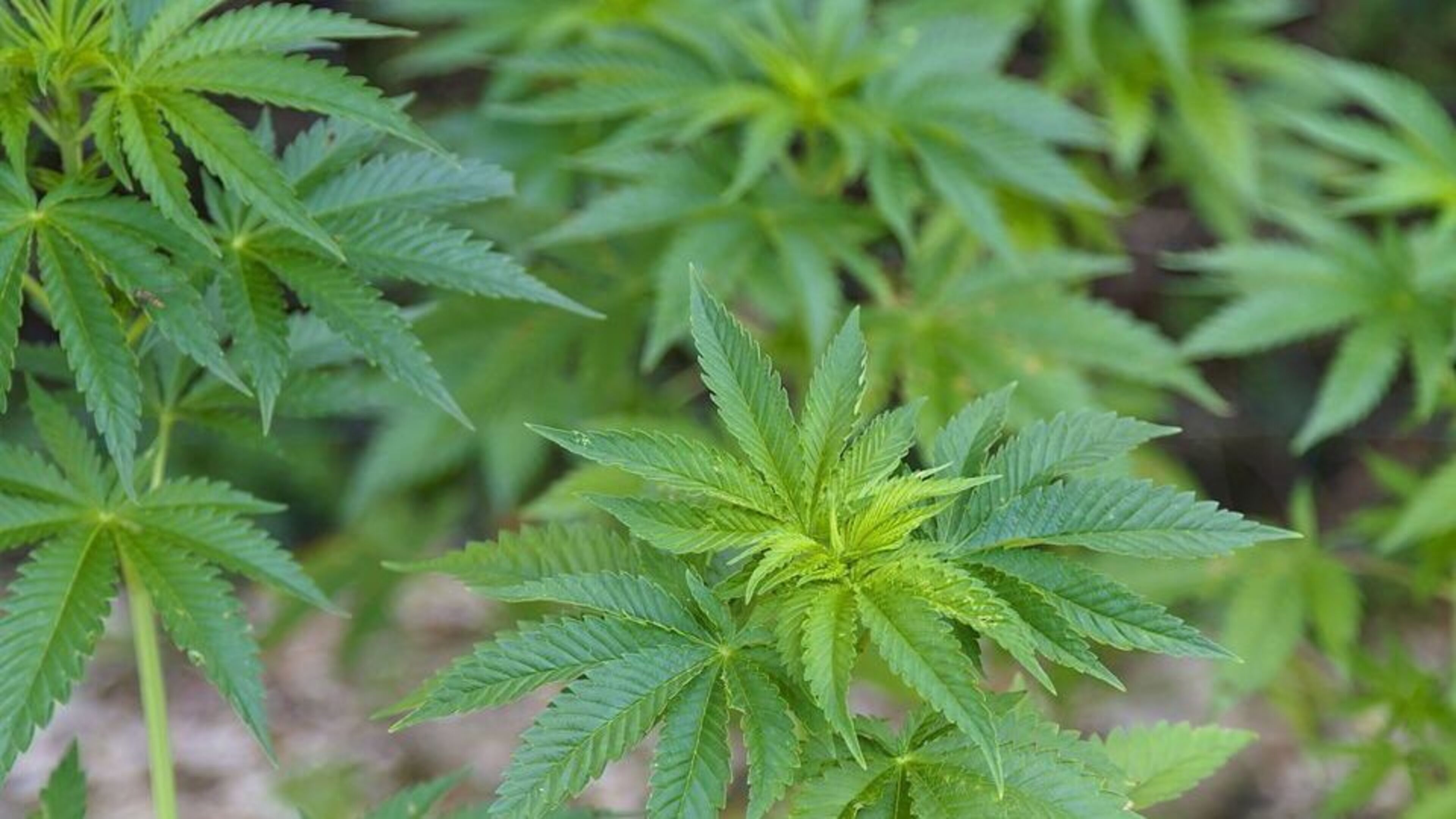 Dad of six pressured into holding cannabis after building up drug debt, court hears